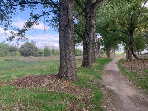 a dirt road through a field with trees at JARAMUNDI in Villa del Prado