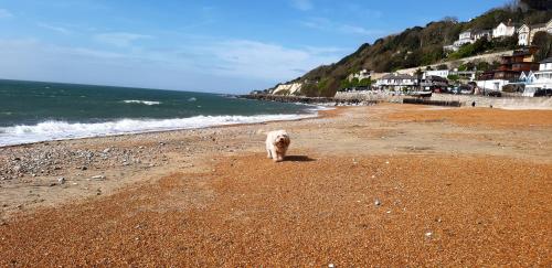 a dog walking on a beach next to the ocean at Kaia Penthouse, waking up to the sound and smell of the ocean in Ventnor