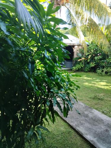 a garden with a palm tree and a house at Résidence Bois Flotté in Sainte-Anne