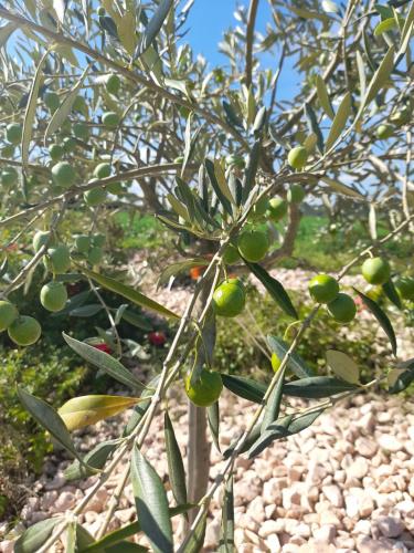 a tree with green olives growing on it at Relais Villa Sofia in Calcinelli