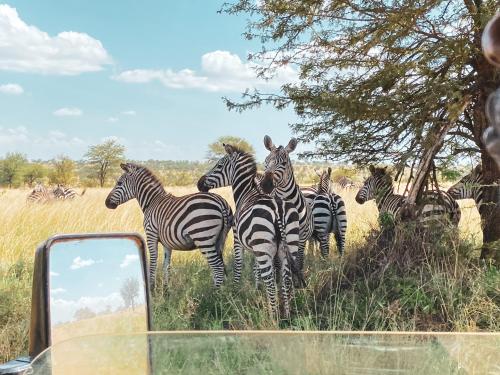 Eine Herde Zebras steht auf einem Feld in der Unterkunft Foresight Eco Lodge & Safari in Karatu