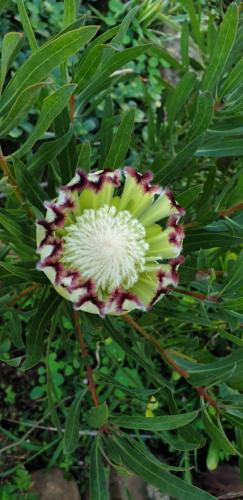 a pink and white flower on a plant with green leaves at The Lapa in Durban
