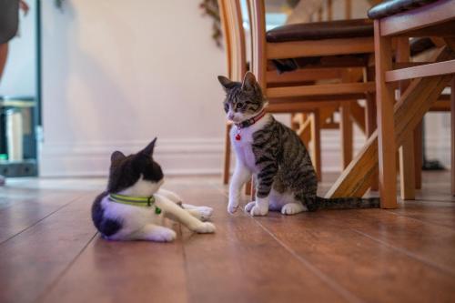 two cats sitting on the floor under a chair at Cavendish Cat and Gaming House in Blackpool