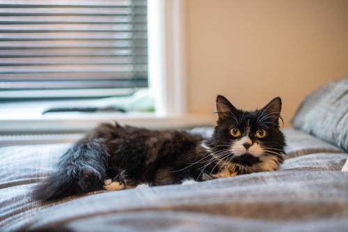 a black and white cat laying on a bed at Cavendish Cat and Gaming House in Blackpool