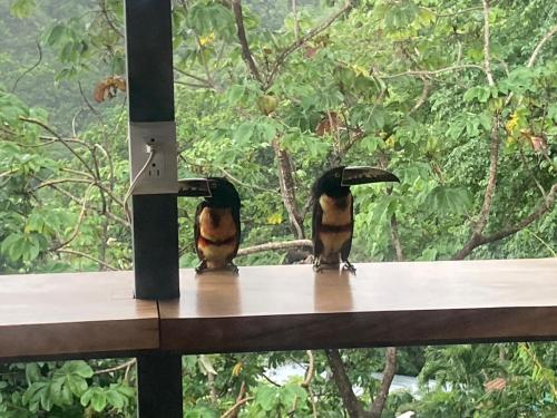 two birds sitting on top of a table at Santa Teresa Surf Vista Villas in Santa Teresa Beach
