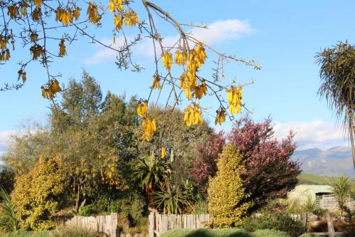 a bunch of trees with yellow leaves on them at Makoura Lodge in Apiti