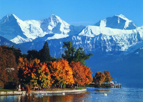 a group of trees with snow covered mountains in the background at Wengen Lauberhorn - Flat available in Wengen
