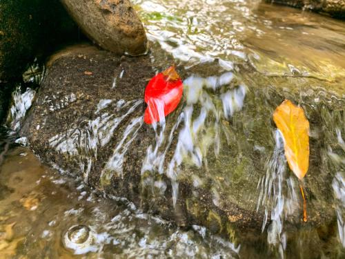 two autumn leaves sitting on a rock in a waterfall at 和心村ー古民家とグランピングと自然森山川海 in Minato