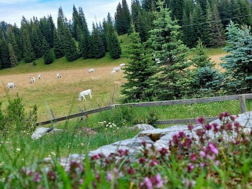 Animales en la casa vacacional o alrededores
