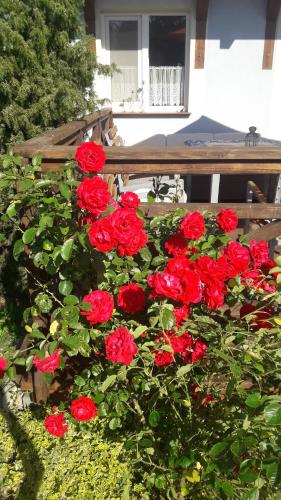 een bos rode rozen voor een bank bij Sielska Chata in Fabianki