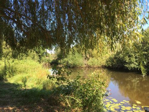 a river with a tree hanging over it at Les Bruyeres Gite in Montbron