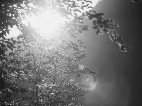 a tree with the sun shining through the leaves at Hotel Garni Larcherhof in Mayrhofen