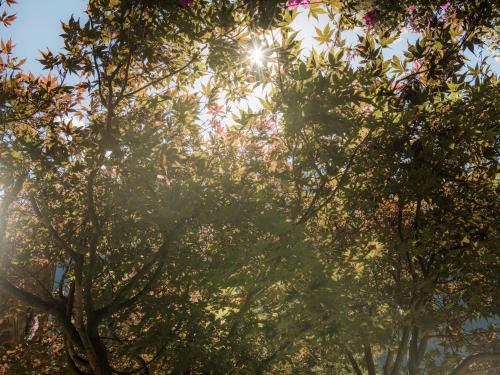 a group of trees with the sun shining through them at Hotel Garni Larcherhof in Mayrhofen