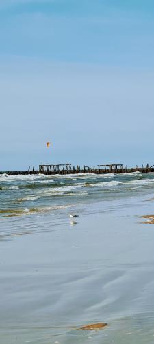 a bird standing on a beach near the water at Kopų ramybė in Palanga