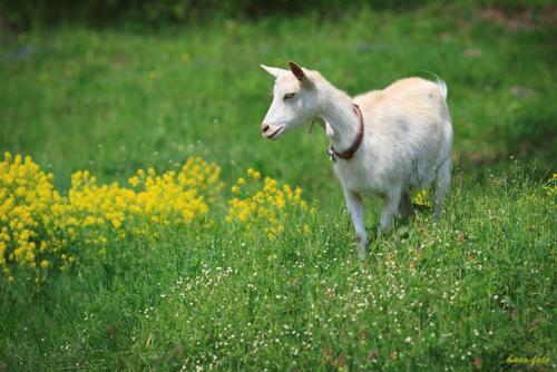 a white goat standing in a field of grass at Jazdecký areál Budička in Trnie