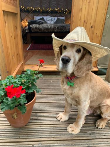 a dog wearing a hat next to a potted plant at Stamford Meadows Glamping with Private Hot Tubs in Stamford