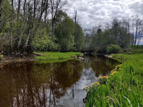 a stream of water with yellow flowers in a field at Ilvese Cottage Lintsi jõe kaldal 