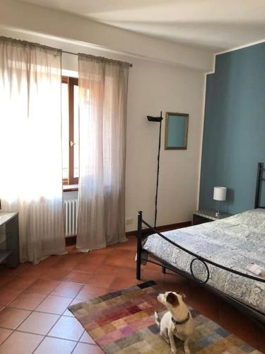 einem Hund, der auf einem Teppich in einem Schlafzimmer sitzt in der Unterkunft MILU'- incantevole appartamento in centro a Garda in Garda