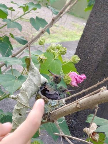 a hand holding a branch with a bird on a flower at Granja Agua Azul, Wi-FI,AC-WC,Parking,la Fortuna in Fortuna