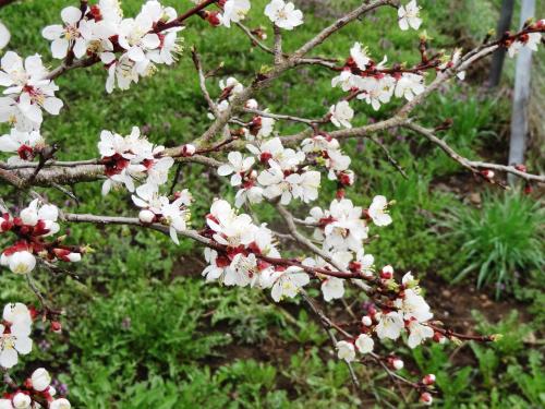 a branch of a tree with white flowers on it at Haus Sundl - Privatzimmer in Emmersdorf an der Donau