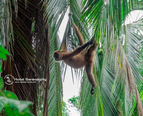 un singe suspendu à un palmier dans l'établissement Hotel Serendipity, à Tortuguero