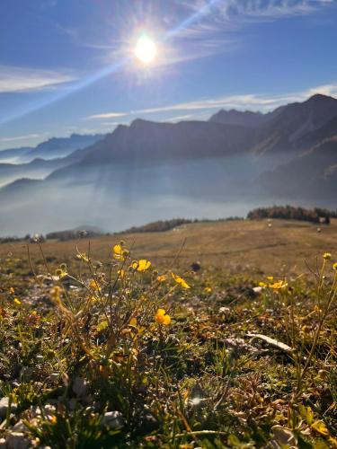 a field with yellow flowers and the sun in the sky at Haus Ploner - Pichlerhof in Chienes