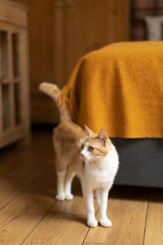 an orange and white cat standing next to a bed at Apartamenty U Harrego I Przy Stawie Spa z klimatyzacją, balia, sauna, ogrodem i parkingiem in Kudowa-Zdrój