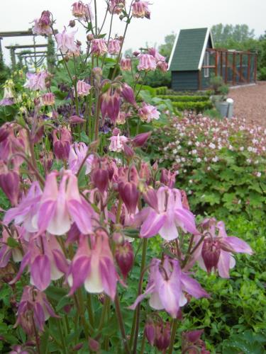 a bunch of pink flowers in a garden at B&B ZomersBuiten in Oude Pekela