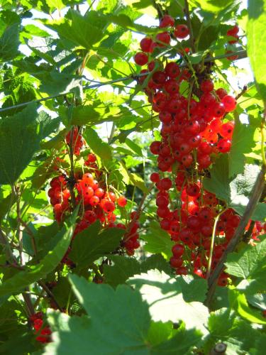 a bunch of red berries on a tree with green leaves at B&B ZomersBuiten in Oude Pekela