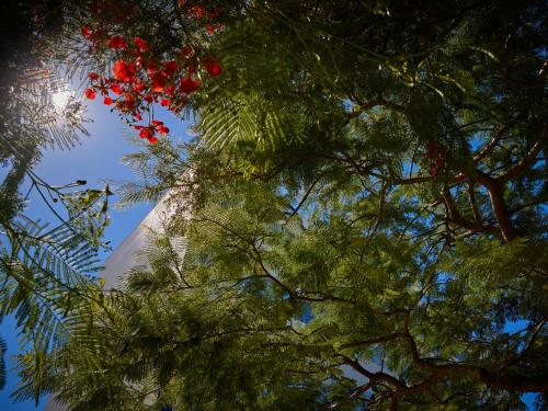 a view of a christmas tree with red berries at Marea Resort Motobu in Motobu
