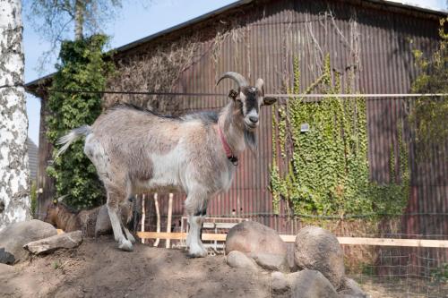 a goat standing in front of a building at Skortskær Bondegårdsferie in Havnsø