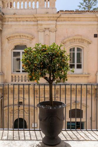 a orange tree in a pot in front of a fence at Q92 Noto in Noto