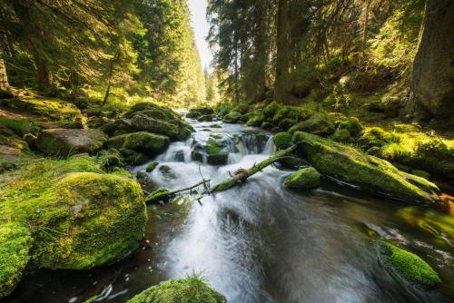 a stream in a forest with rocks and trees at Penzion Horska Kvilda in Horská Kvilda