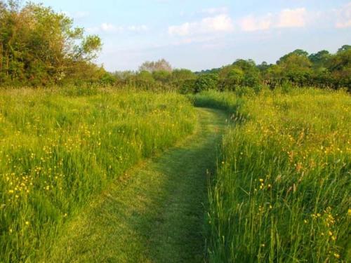 a dirt road through a field of tall grass at The Dragon's Hut with cozy logburner in Wrexham