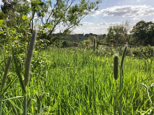 a field of tall grass with a fence in the background at The Dragon's Hut with cozy logburner in Wrexham