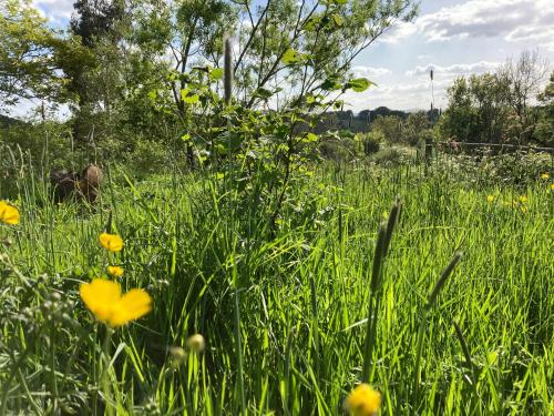 a field of tall grass with yellow flowers in it at The Dragon's Hut with cozy logburner in Wrexham