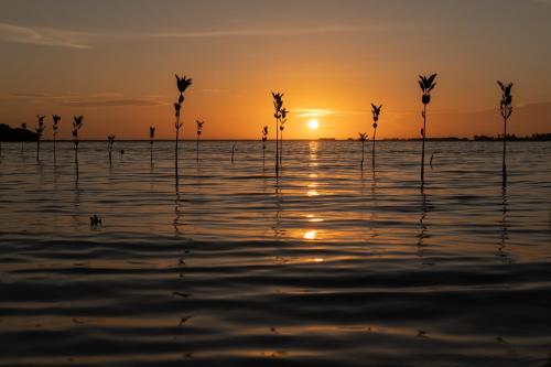a group of plants in the water at sunset at Luna Laguna in Kalpitiya