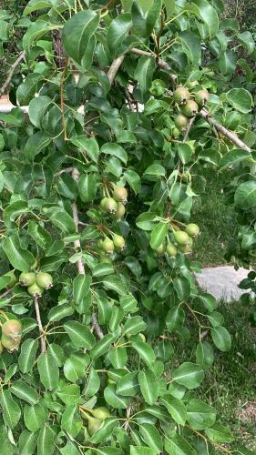 a green bush with apples growing on it at Tenuta Sidore in Cursi