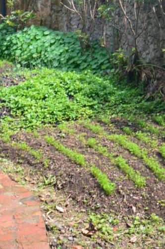 a garden with green plants on the ground at Isange Paradise Resort in Ruhengeri