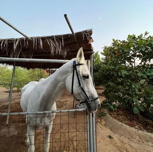 a white horse standing behind a fence at The Fort Farm in Suḩaybah