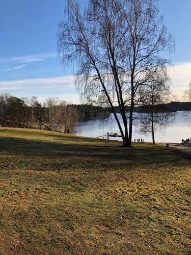 a tree in a field next to a lake at 5:ans Bed & Breakfast in Gothenburg