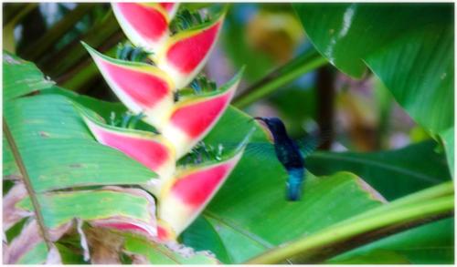 a bird perched on top of a green plant at Maison charmante à Gros-Morne avec terrasse et jardin in Gros-Morne