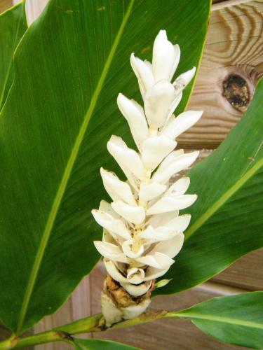 a close up of a white flower on a plant at Maison charmante à Gros-Morne avec terrasse et jardin in Gros-Morne