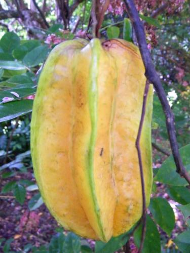 a large green and yellow banana hanging from a tree at Maison charmante à Gros-Morne avec terrasse et jardin in Gros-Morne