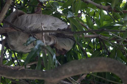 a sloth sleeping on a branch of a tree at Hotel Villas de la Selva in Manuel Antonio