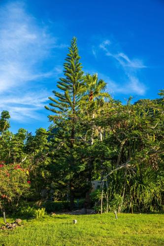 a tree in the middle of a grass field at Quill Gardens Boutique Hotel in Oranjestad