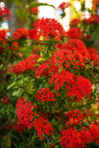 a bunch of red flowers on a bush at Quill Gardens Boutique Hotel in Oranjestad