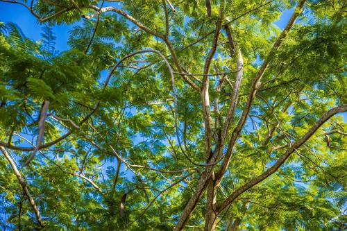 a tree with green leaves on top of it at Quill Gardens Boutique Hotel in Oranjestad
