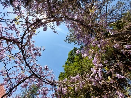 a tree with purple flowers in the sky at Villa Ghiron in Torriglia