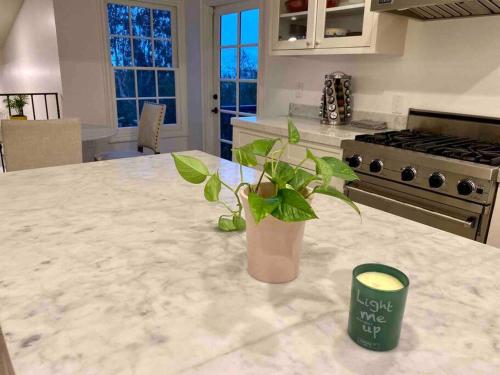 a kitchen with a potted plant sitting on a counter at Entire villa on Sunset Strip in Los Angeles